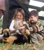 Viața de familia cu un câine de talie mare - tot ce trebuie să știi